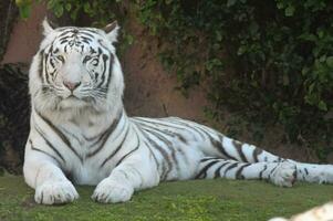 ein Weiß Tiger ist Verlegung auf das Boden foto