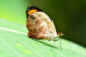 ein braun und Orange Schmetterling auf ein Grün Blatt foto