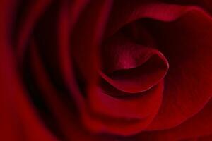 abstrakt Blumen- Hintergrund. rot Rose Knospe Makro. foto
