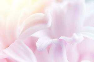 abstrakt natürlich Hintergrund. Sanft Fokus. Nahansicht von Hyazinthe Blumen. foto