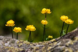 Gelb Blumen wachsend aus von ein Felsen foto