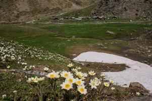 ein Berg mit ein Fluss und Blumen foto