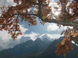 ein Baum mit Blätter foto