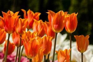 Frühlingsfeld mit bunten Tulpen foto