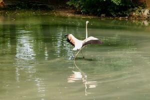 schön Rosa Flamingos mit Schnabel und lose Flügel foto