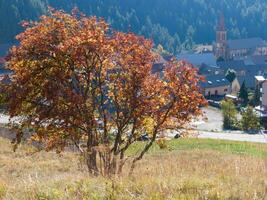 ein Baum mit rot Blätter foto