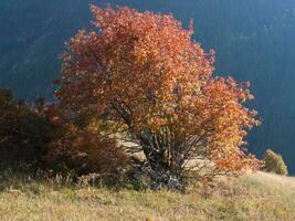 ein Baum mit rot Blätter foto