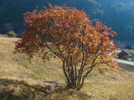 ein Baum mit rot Blätter foto