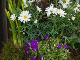 ein Blumenarrangement foto