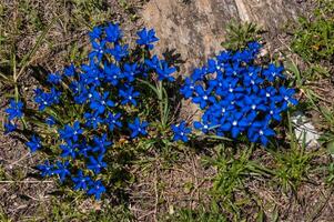 ein Gruppe von Blau Blumen wachsend im das Gras foto