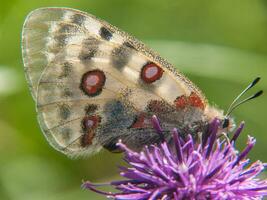 ein Schmetterling ist Sitzung auf ein lila Blume foto