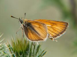 ein klein Orange Schmetterling Sitzung auf ein Pflanze foto