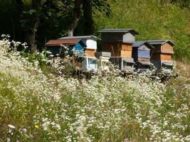 ein Gruppe von Bienenstöcke im ein Feld von Wildblumen foto