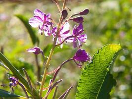 ein lila Blume mit Grün Blätter im das Gras foto