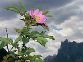 ein Rosa Blume mit ein Berg im das Hintergrund foto