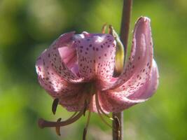 ein Rosa Lilie mit Weiß Flecken auf es foto