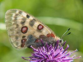 ein Schmetterling ist Sitzung auf ein Blume foto