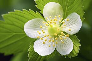 ai generiert Erdbeere Blume. ai generiert foto