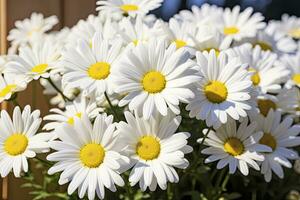 ai generiert Weiß Gänseblümchen Blumen. ai generiert foto