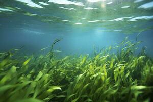 ai generiert unter Wasser Aussicht von ein Gruppe von Meeresboden mit Grün Seegras. ai generiert foto