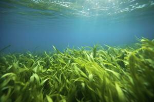 ai generiert unter Wasser Aussicht von ein Gruppe von Meeresboden mit Grün Seegras. ai generiert foto