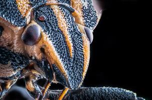 bunt gestreift Fehler oder Minnesänger Fehler Graphosom Lineatum, Graphosom italicum. Insekten von natürlich Wiesen und Wälder. foto