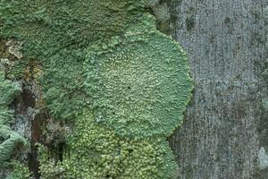 Flechten sind symbiotisch Pilze. foto