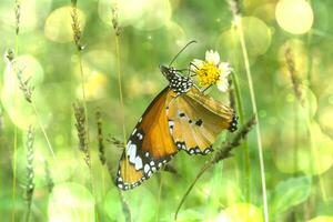 Nahansicht Orange Schmetterling. foto