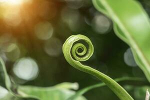 Sanft Blätter von das Vogel Nest Farn Asplenium nidus foto