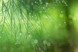 Wasser Tröpfchen auf Kiefer Nadeln im das regnerisch Jahreszeit. foto