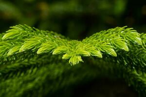 Makro das Blätter von Norfolk Insel Kiefer. foto
