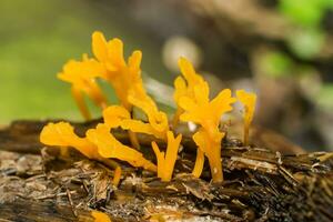 schließen oben Gruppe von Gelb Pilz foto