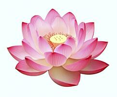 ai generiert Lotus Blume auf Weiß Hintergrund. ai generiert foto