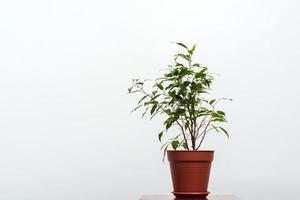 grüne Pflanze im Topf auf dem weißen Hintergrund isoliert. - Konzept Ökologie foto