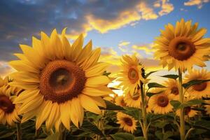 ai generiert Sonnenblumen drehen zu das Sonne im das Sanft Morgen Licht. ai generiert foto