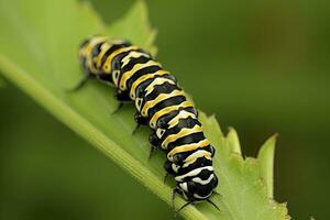 ai generiert Raupe Schwalbenschwanz Schmetterling. generiert ai. foto