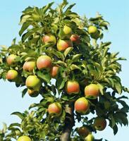 ai generiert ein Apfel Baum mit Apfel gegen ein Blau Himmel foto