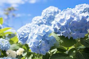 ai generiert Blau Französisch Hortensie unter Blau Himmel. ai generiert foto