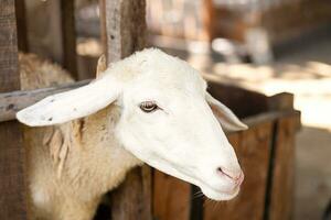 Schaf auf Bauernhof. Tier Porträt. foto