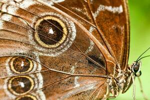 ein schließen oben von ein braun Schmetterling mit groß Augen foto