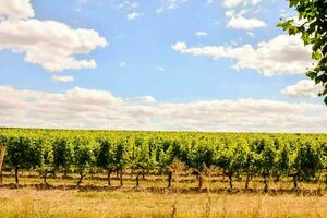 ein Weinberg Feld mit Bäume und Wolken foto