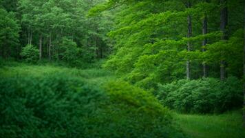 ai generiert beschreiben das subtil Variationen im Schatten von Grün während anders Jahreszeiten, betonen das Überleitung von Frühling zu Sommer- im ein gemäßigt Wald. foto