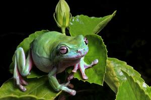 Grün Baum Frosch, pummelig Frosch foto