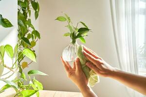 ein Frau Hand Tücher ein Glas Vase mit ein sprießen mit ein Sanft Plüsch Lappen. foto