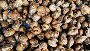 viele Herzmuscheln auf dem Markt für frische Meeresfrüchte foto