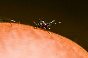 Mücken ernähren sich von menschlichem Hautblut. Mücken sind Überträger von Dengue-Fieber und Malaria. Dengue-Fieber ist während der Regenzeit sehr weit verbreitet. foto