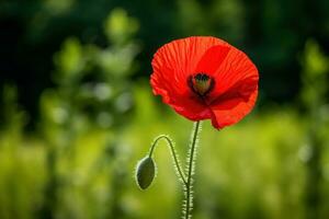 ai generiert diagonal Komposition von ein rot Mohn im das Vordergrund und verschwommen Grün im das Hintergrund foto