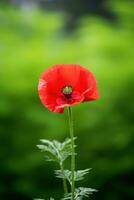 ai generiert ein Single rot Mohn im das Center von das Rahmen mit ein verschwommen Grün Hintergrund. foto