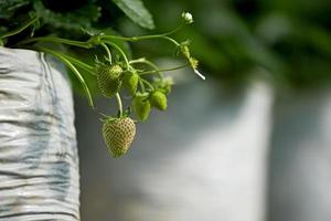 junge unreife Erdbeere auf dem Ast mit Blattpflanze foto