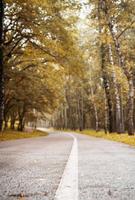 Straße im herbstlichen Wald, unscharfer Hintergrund foto